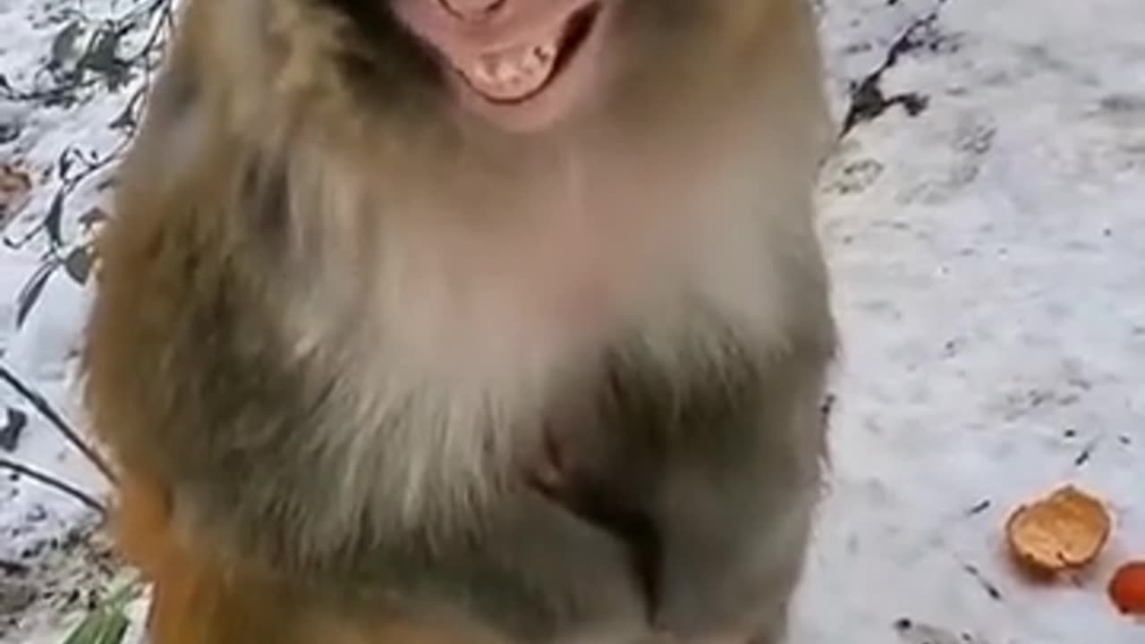 Funny Monkey