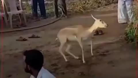 A dancing Doe