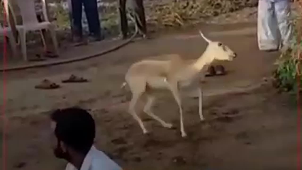 A dancing Doe