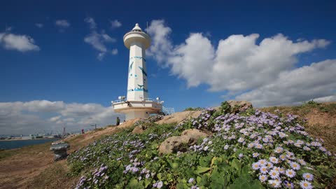 슬도등대 해국