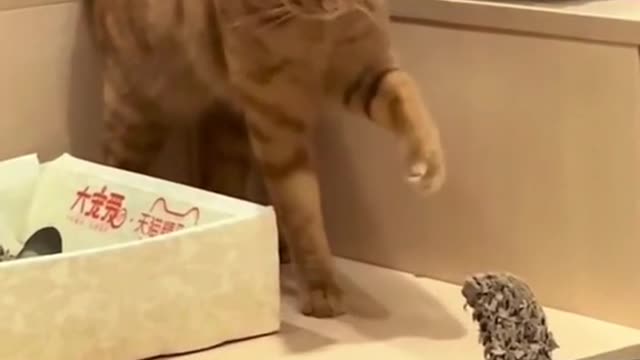 353_😂 #cat #catsoftiktok #catstagram #catsvideo #foryou