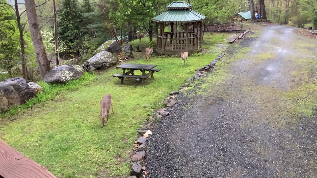 Deer 🦌 NW NC at The Treehouse 🌳 Lady, Hattie, Penny, and Gizmo arrive for breakfast at 7am