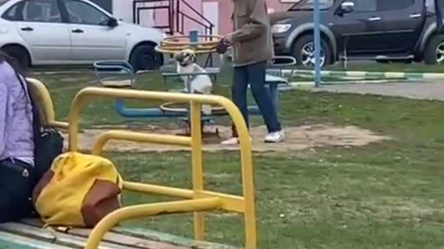 Owner Spins Pet Dog on Merry-go-Round at the Playground