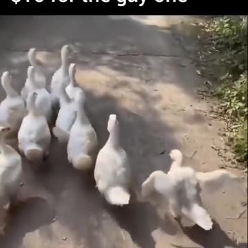 Ducks For Sale