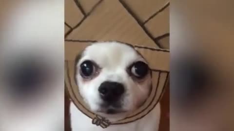 Dog Wears Cardboard Crown