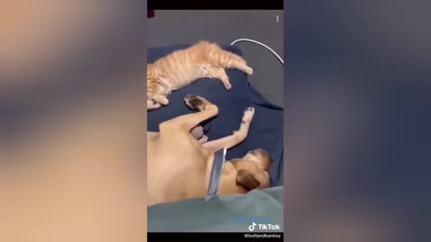 True Friendship | Dogs and Cats funny TikTok Video