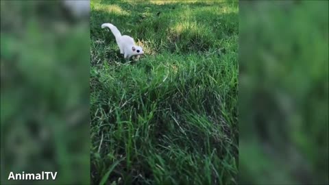 funny animal videos