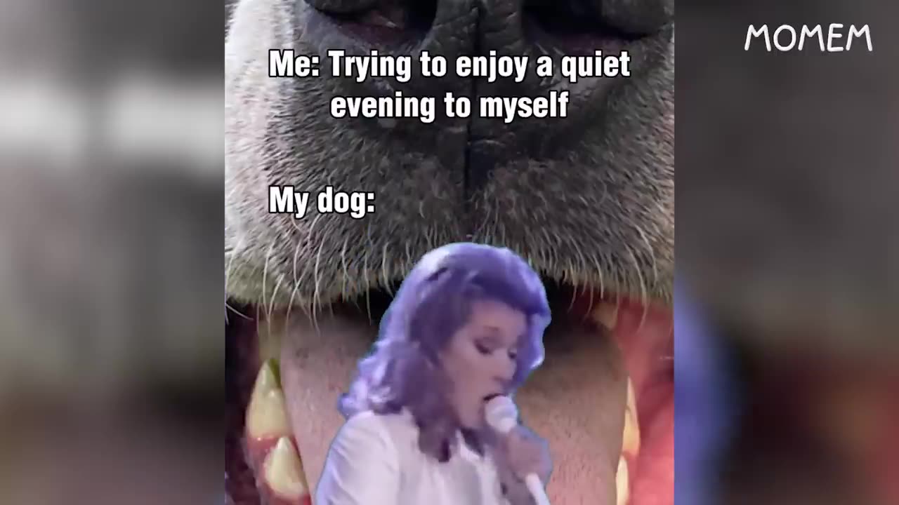 Funny videos