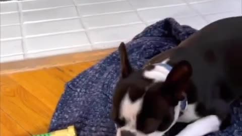 Dogs funny🤣🤣🤣 video #dog #cat #dogsfunny video