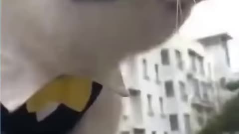 adorable talking cat
