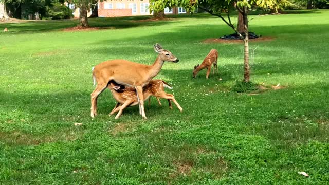 Baby Deer suckling milk from mother