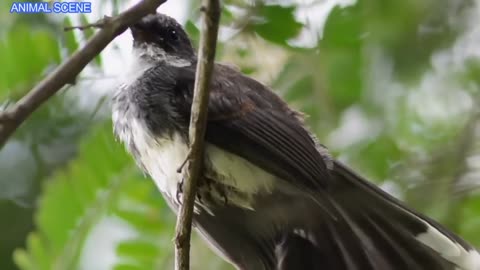 Some new birds! / कुछ नए पक्षी!