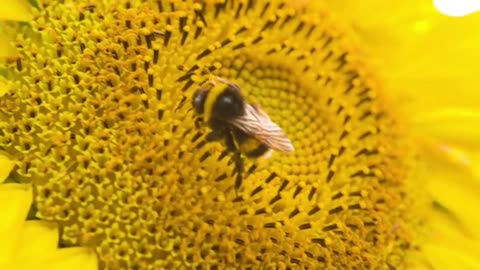 Honey bee 🐝 trying to stole Honey
