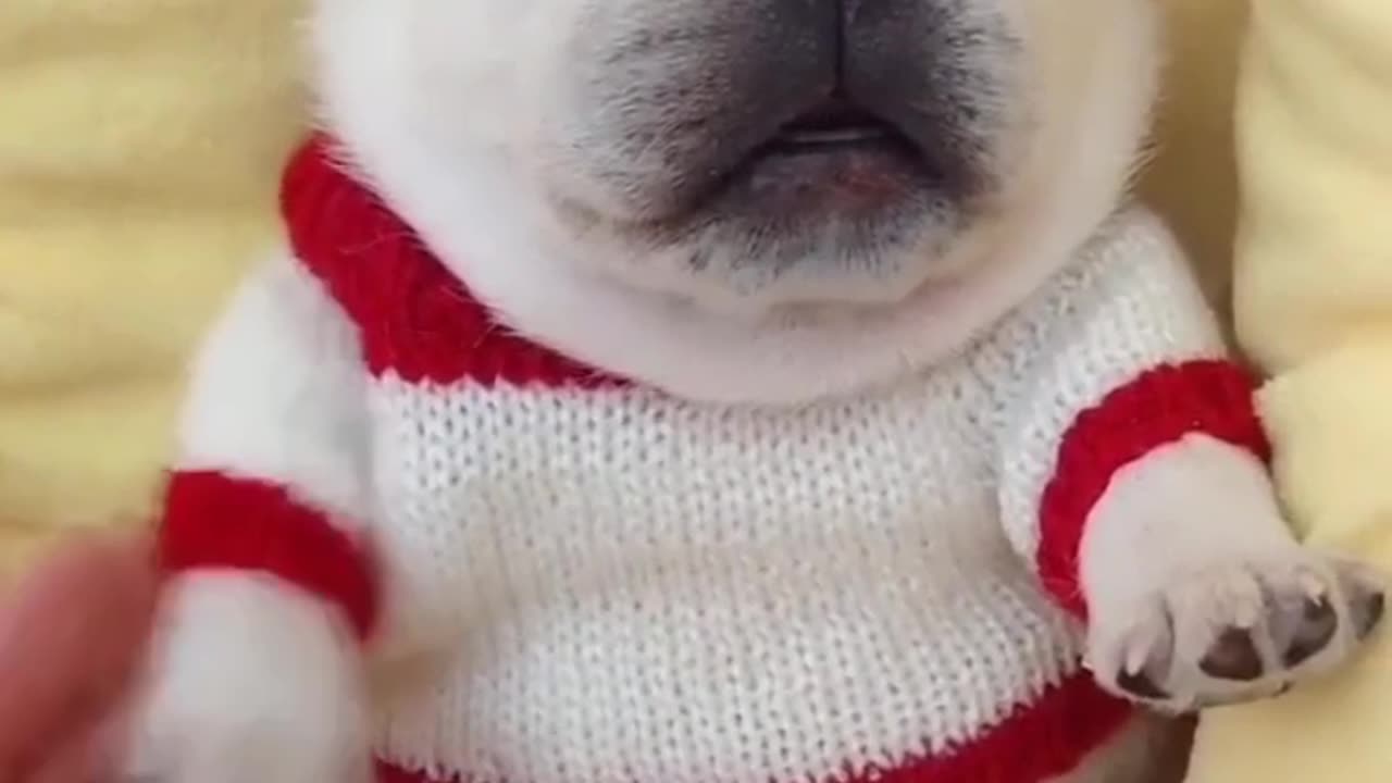 Cute baby dog