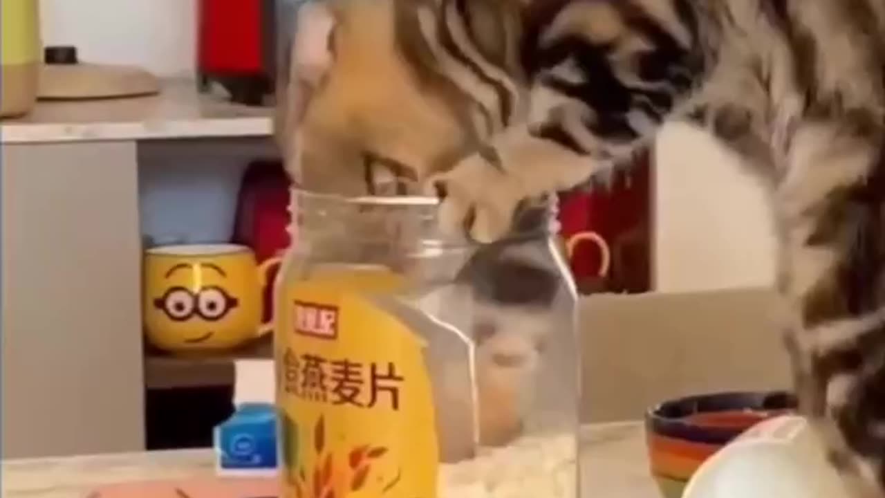 Funny animal video |funny video| try not to laugh