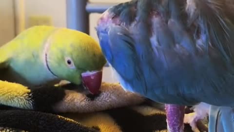 So Lovely! 😍🦜 Daily conversation of Blueberry and Pocky..