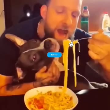 Fanny cat and Fanny dog video