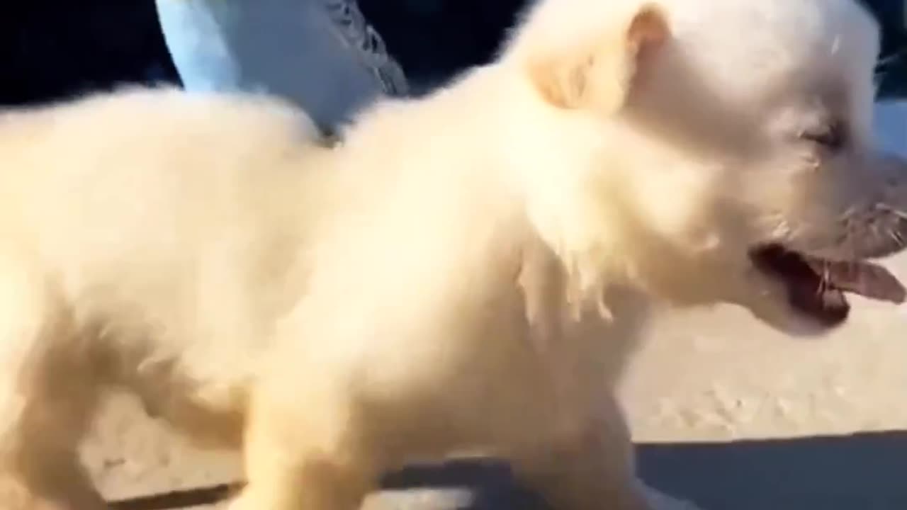 dog love