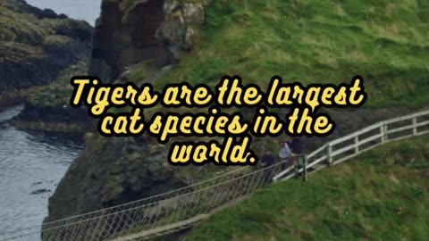 Animal Facts Tigers #shorts