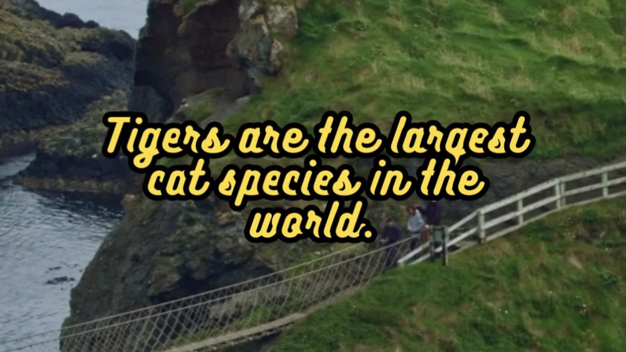 Animal Facts Tigers #shorts