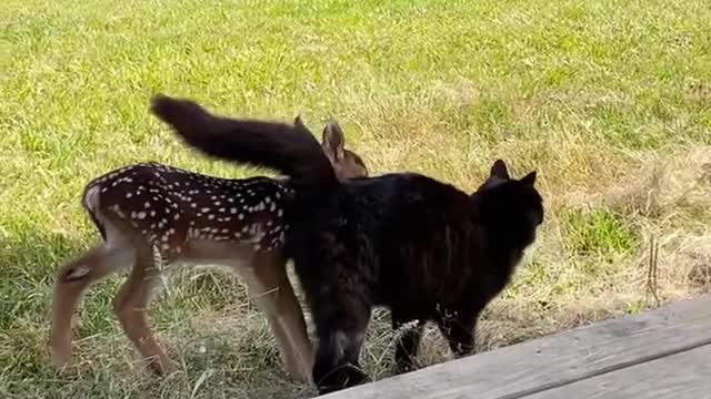 Cat and Baby Deer Play Together on the Lawn