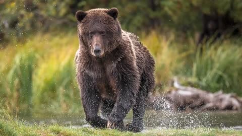 Grizzly Bear Wildlife photography 🐻🐻