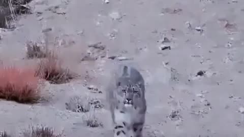 Wildlife in closer view with a natural perspective.