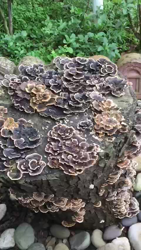 Mushroom