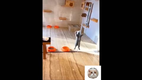 Baby Cats Cute and Funny Cat Videos #36 funny cat and dog home funny cat and dog home