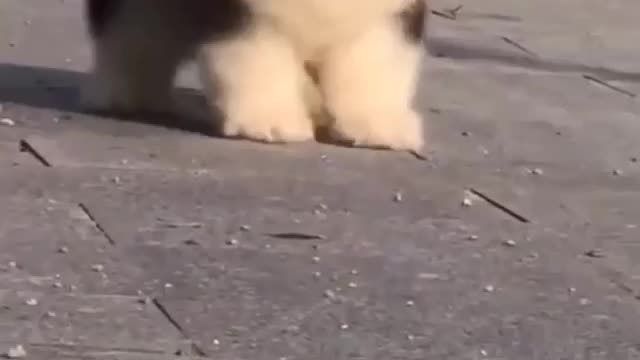Cute Puppy 🐶