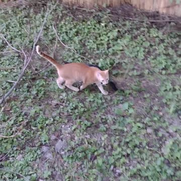 08-11-2023 - Junior, Peanut, & Blinky playing in their favorite spot