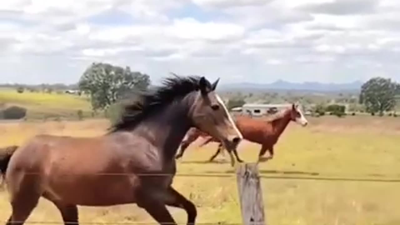 Horse Mare and Foal Running Fast