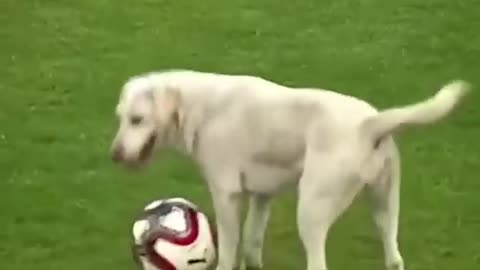 Pets playing football