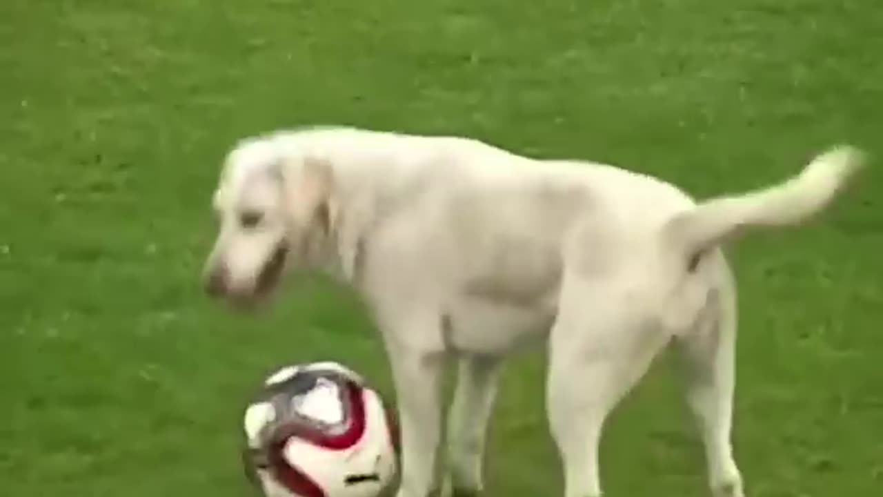 Pets playing football