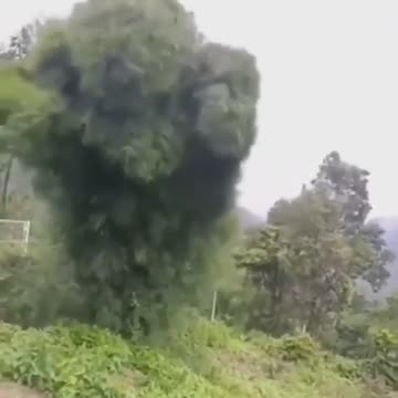 A tree 🌳 "dancing" in the wind
