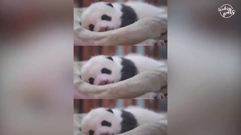 Funny panda,s