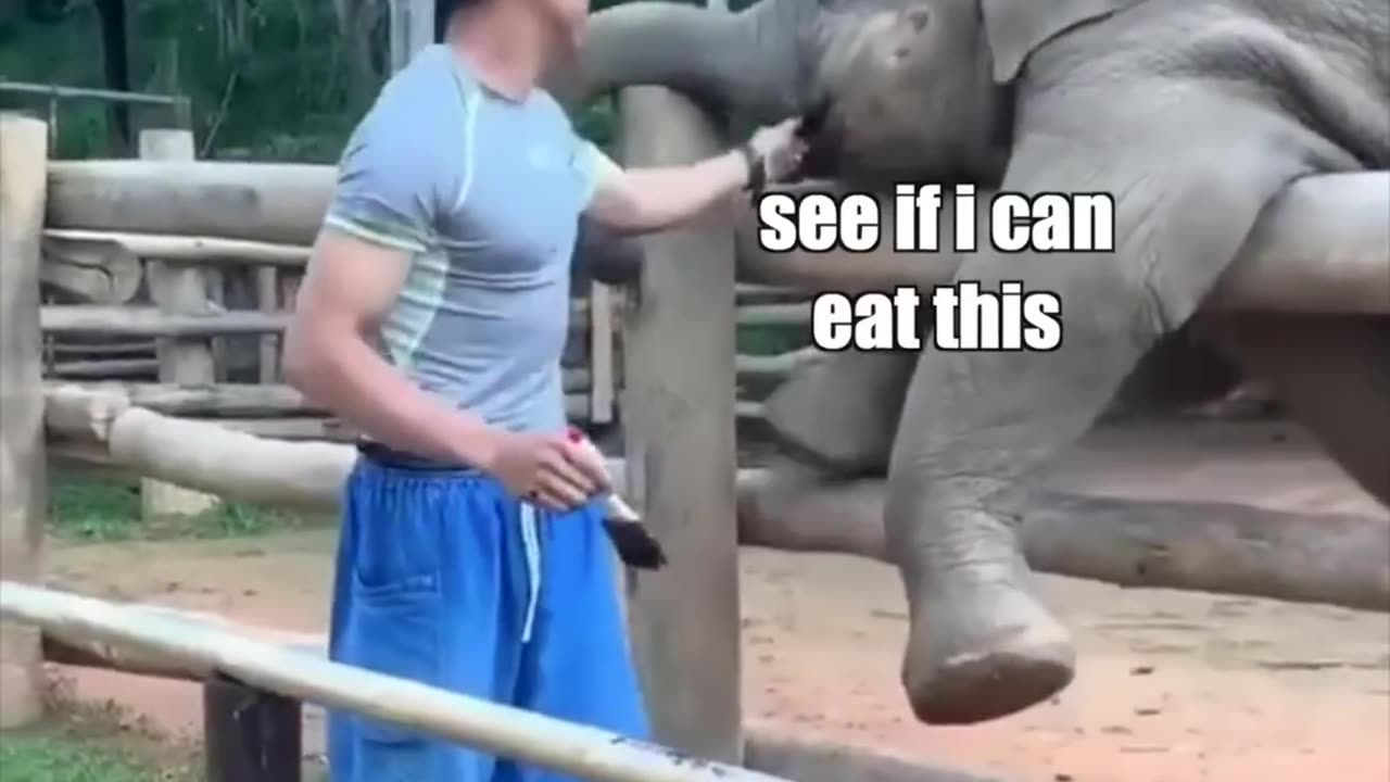 Elephant vs man