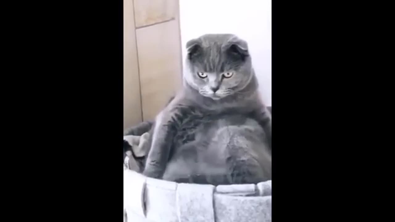 Funny videos of🥴🥴😂😂animals Dogs, 🐕 And cats😃😀