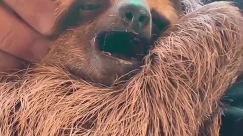 SLEEPY SLOTH