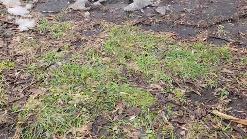 Mud Season: Management, My Figures for Rationing Hay As Spring Approaches