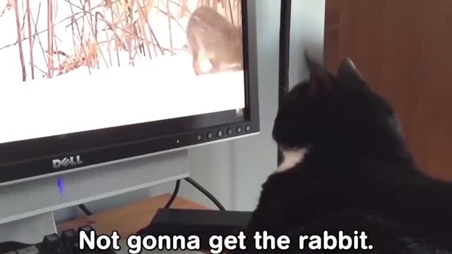 New cat video very very funny video