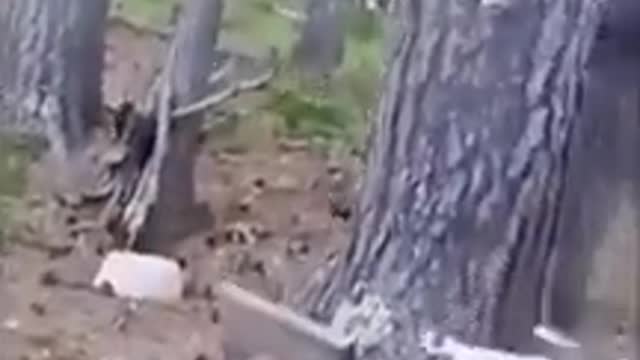 Funny pets