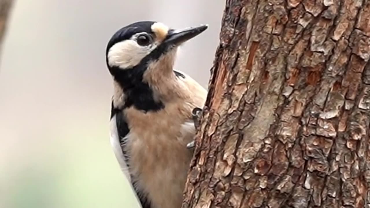 Woodcut animal video