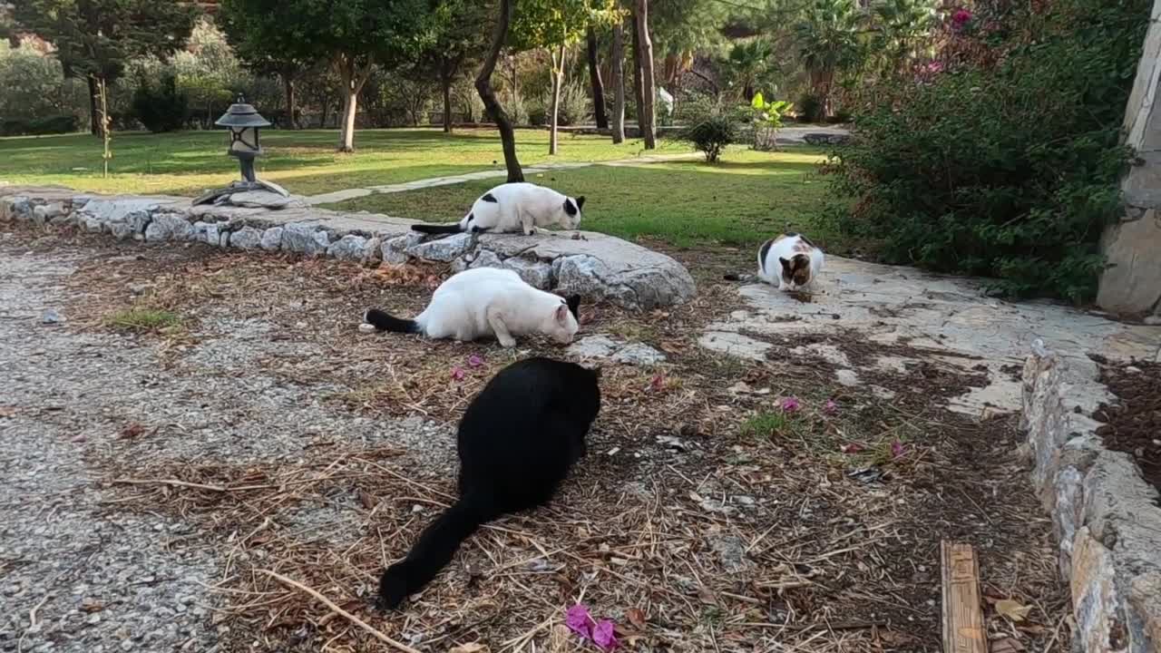 Beautiful fluffy cat with black spot on her nose and her friends are so cute