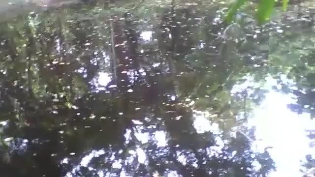 Dentro do jardim botânico, há um lago bonito, ao redor das árvores [Nature & Animals]