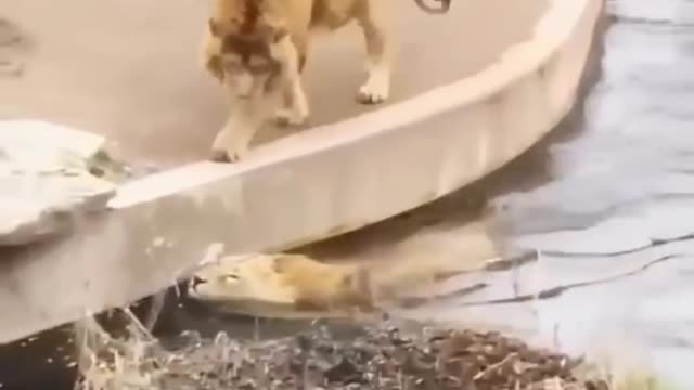 New Two Lion animal Funny Video