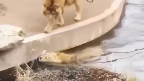 New Two Lion animal Funny Video