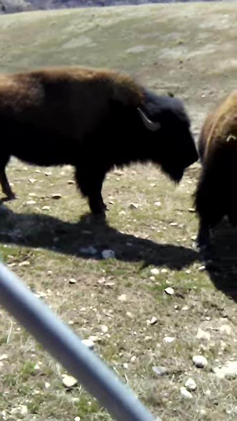 Sarah Snyder Almost Dies - April 3, 2019 🤣