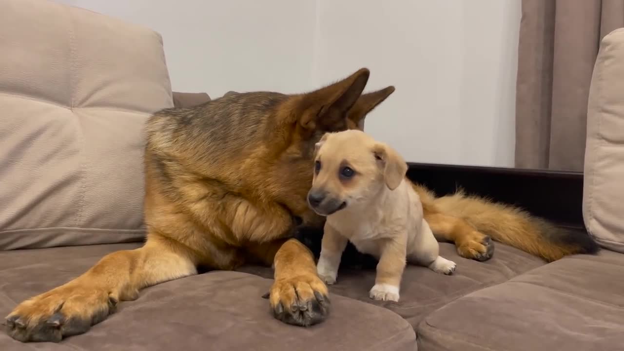 German Shepherd Confused by new Puppy