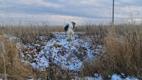 Husky Couples Runs On The Snow ,in Beautiful Nature, husky lovers